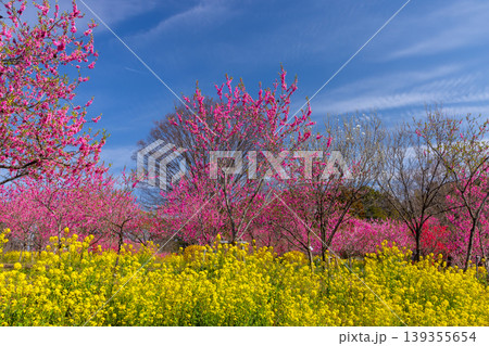 茨城県古河市鴻巣 古河総合公園(古河公方公園)の古河桃まつり 菜の花畑越しの花桃並木と青空 茨城県古河市鴻巣 古河総合公園(古河公方公園)の古河桃まつり 菜の花畑越しの花桃並木と青空 139355654