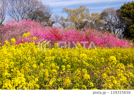 茨城県古河市鴻巣　古河総合公園（古河公方公園）の古河桃まつり　菜の花畑越しの花桃並木と青空 139355656