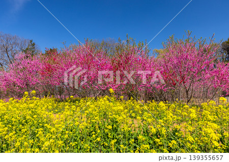 茨城県古河市鴻巣　古河総合公園（古河公方公園）の古河桃まつり　菜の花畑越しの花桃並木と青空 139355657