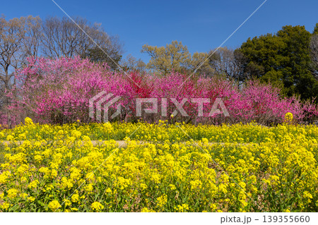 茨城県古河市鴻巣 古河総合公園(古河公方公園)の古河桃まつり 菜の花畑越しの花桃並木と青空 茨城県古河市鴻巣 古河総合公園(古河公方公園)の古河桃まつり 菜の花畑越しの花桃並木と青空 139355660