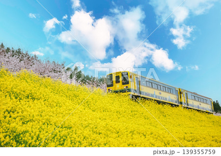 菜の花畑を走る電車 139355759