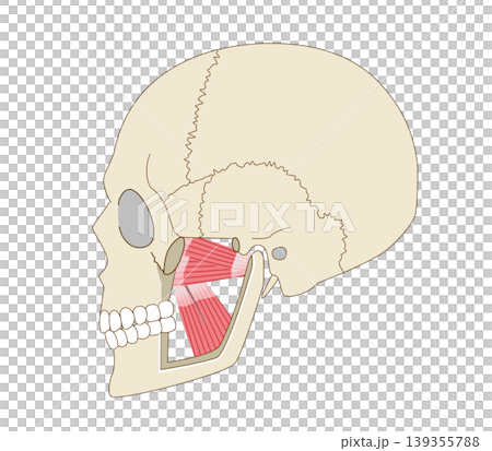 Anatomical diagram of the lateral and medial pterygoid muscles viewed from the side, and the skull (muscles involved in chewing force) 139355788