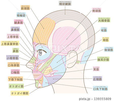 顔の筋肉　側頭部　カラー付き名称入り（髪型なし） 139355809