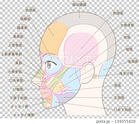 Facial muscles, temporal region, with names (hairstyle not included) Facial muscles, temporal region, with names (hairstyle not included) 139355820