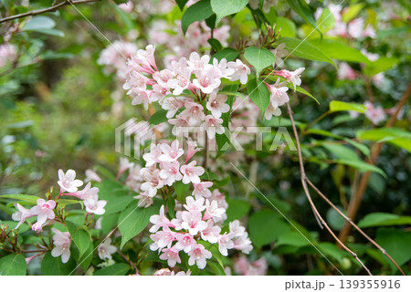 ピンクのウツギの花 ピンクのウツギの花 139355916