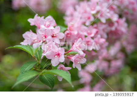 ピンクのウツギの花 139355917