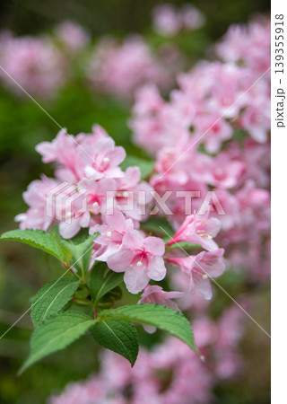 ピンクのウツギの花 ピンクのウツギの花 139355918