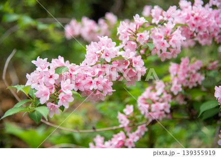 ピンクのウツギの花 139355919