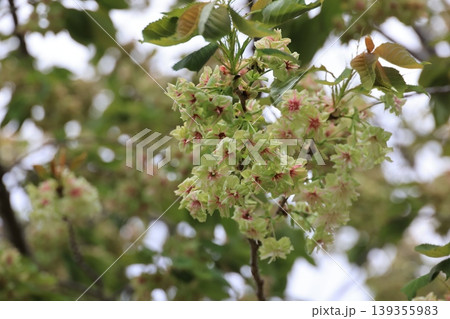 埼玉県東松山市の御衣黄桜の花 埼玉県東松山市の御衣黄桜の花 139355983