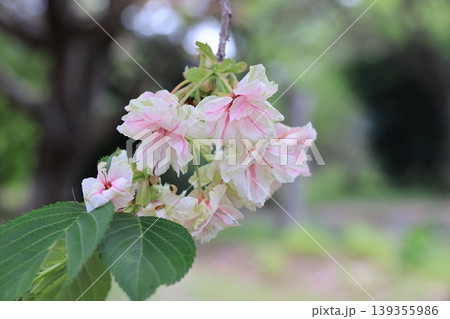 埼玉県東松山市の御衣黄桜の花 埼玉県東松山市の御衣黄桜の花 139355986