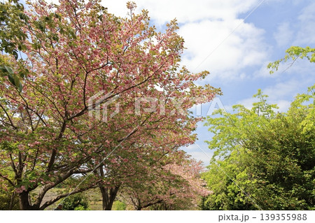 埼玉県東松山市の御衣黄桜の並木 139355988