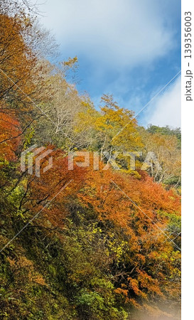 摂津峡の渓谷美と鮮やかな紅葉の風景（大阪府高槻市） 139356003