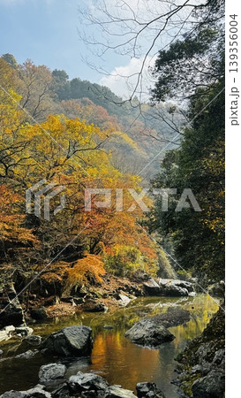 摂津峡の渓谷美と鮮やかな紅葉の風景（大阪府高槻市） 139356004