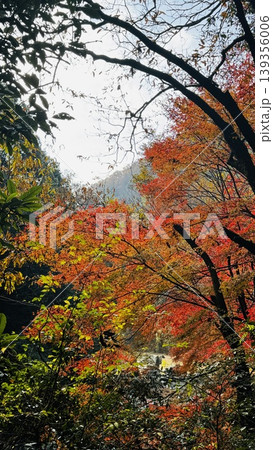 摂津峡の鮮やかな紅葉の風景（大阪府高槻市） 139356006