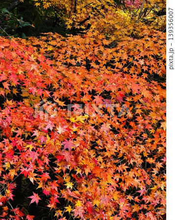 摂津峡の鮮やかな紅葉の風景（大阪府高槻市） 139356007