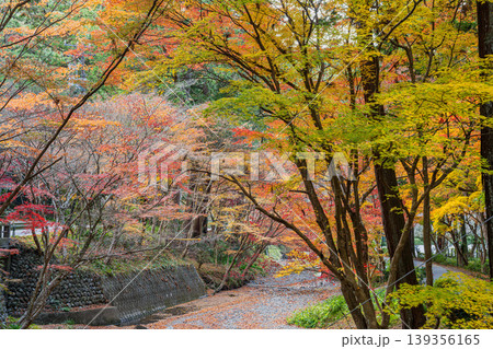 森町の遠江国一宮小國神社の紅葉の風景(静岡県) 森町の遠江国一宮小國神社の紅葉の風景(静岡県) 139356165
