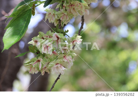 埼玉県東松山市の御衣黄桜の花 139356202