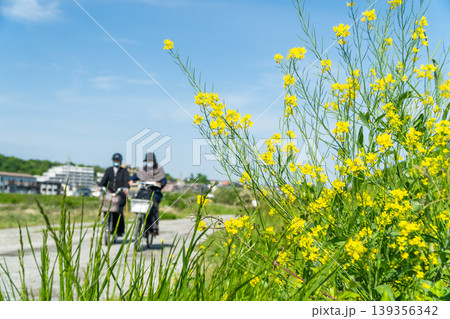 東京八王子市 春の浅川サイクリングロード からし菜の花 東京八王子市 春の浅川サイクリングロード からし菜の花 139356342