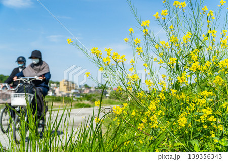 東京八王子市　春の浅川サイクリングロード　からし菜の花 139356343