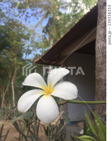 癒しの風景 南国の森に咲く白いプルメリアの花クローズアップ 癒しの風景 南国の森に咲く白いプルメリアの花クローズアップ 139356353