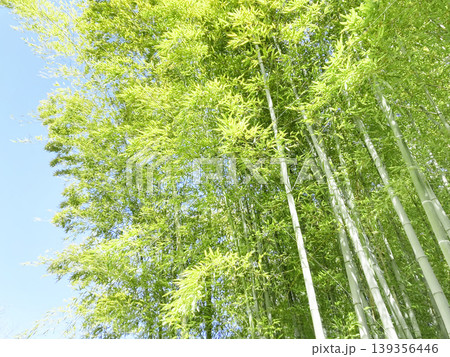 明るい緑の若竹 明るい緑の若竹 139356446