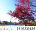 青空の下の洗足池の紅葉 139356486