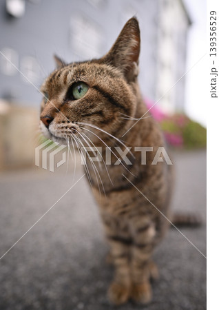 散歩中のキジトラ猫 散歩中のキジトラ猫 139356529