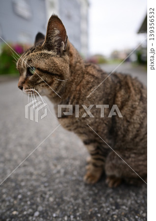 散歩中のキジトラ猫 139356532