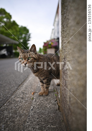 見つめる猫 見つめる猫 139356536