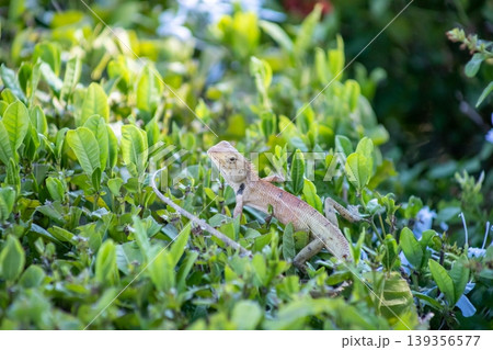 View of A chameleon basking in the morning sun on top of a green bush, focus selective 139356577