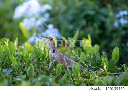 View of A chameleon basking in the morning sun on top of a green bush, focus selective View of A chameleon basking in the morning sun on top of a green bush, focus selective 139356583