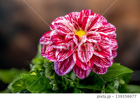 Dahlia Flower With Red And White Striped Petals On Dark Background Dahlia Flower With Red And White Striped Petals On Dark Background 139356677