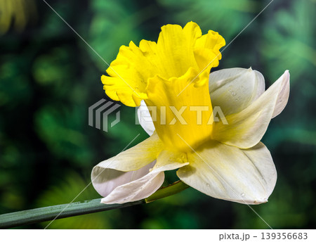 Yellow Daffodil Flower With Water Drops On Green Natural Background 139356683