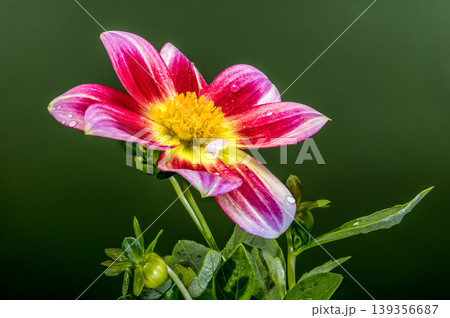 Pink and Yellow Dahlia Flower With Raindrops Against Green Background 139356687