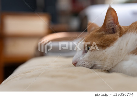 寝転んでくつろぐ猫 茶トラ白 寝転んでくつろぐ猫 茶トラ白 139356774