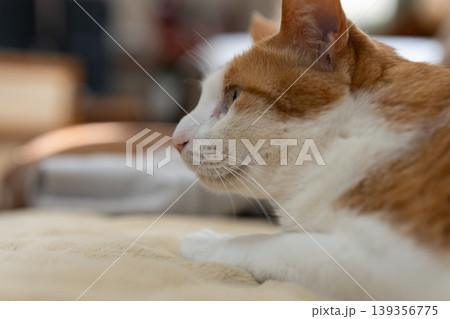 寝転んでくつろぐ猫　茶トラ白 139356775