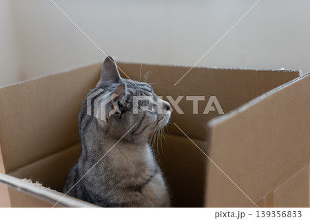 段ボール箱に入っている可愛い猫 サバトラ猫 段ボール箱に入っている可愛い猫 サバトラ猫 139356833