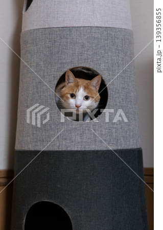 キャットタワーから顔を出す猫 茶トラ白 キャットタワーから顔を出す猫 茶トラ白 139356855