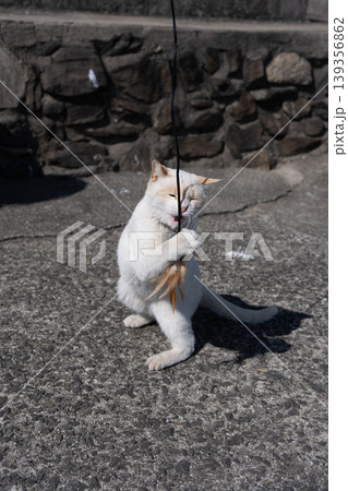 おもちゃで遊ぶ可愛い野良猫 おもちゃで遊ぶ可愛い野良猫 139356862