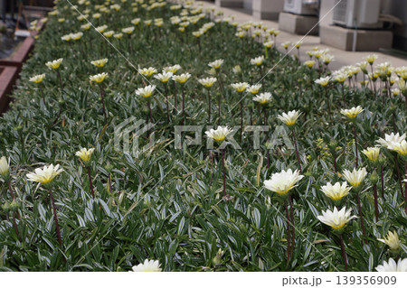 勲章菊 小学校花壇 勲章菊 小学校花壇 139356909