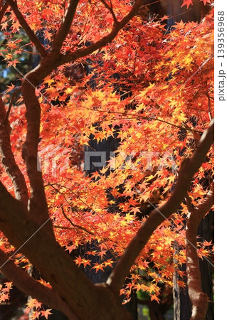 真っ赤に色づいた紅葉 真っ赤なかえで 紅葉 真っ赤に色づいた紅葉 真っ赤なかえで 紅葉 139356968
