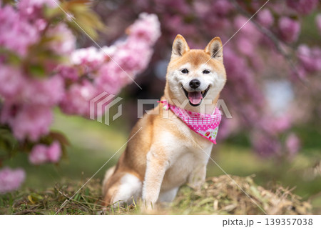 桜の下でポーズをとる柴犬　可愛い柴犬　柴犬茜 139357038
