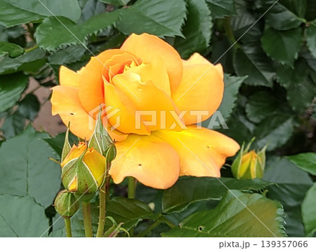 2604黄色からオレンジ色の薔薇 2604黄色からオレンジ色の薔薇 139357066