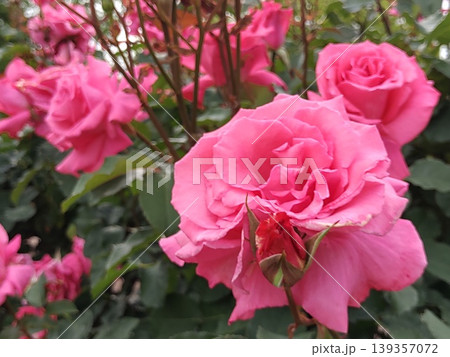 2604華やかなピンク色の薔薇2 2604華やかなピンク色の薔薇2 139357072