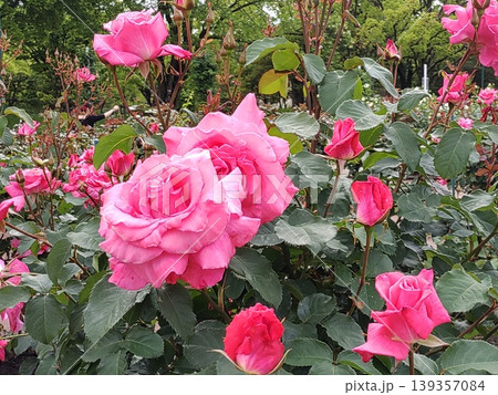 2604ローズピンク色の薔薇2 2604ローズピンク色の薔薇2 139357084