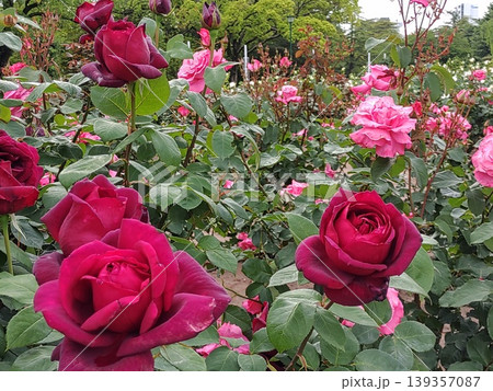 2604ワインレッド色の薔薇3 139357087