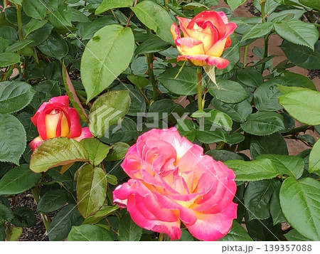 2604ピンク色と黄色の薔薇1 139357088