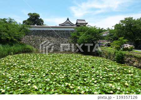 福岡城の(伝)潮見櫓と下之橋御門 紫陽花と堀の睡蓮が満開 福岡城の(伝)潮見櫓と下之橋御門 紫陽花と堀の睡蓮が満開 139357126