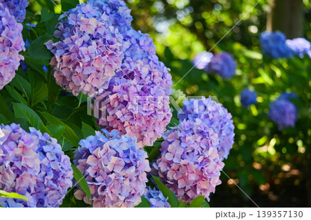 木漏れ日が差し込む森に咲く紫陽花 139357130
