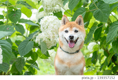 笑顔でおすわりする柴犬 アジサイと柴犬 可愛い柴犬 柴犬茜 笑顔でおすわりする柴犬 アジサイと柴犬 可愛い柴犬 柴犬茜 139357152
